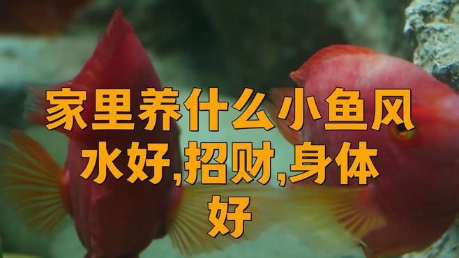 有哪些魚適合招財旺運？，八大觀賞魚的寓意,選哪種最適合你