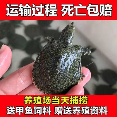 龍魚運輸中掉一片鱗會影響生命嗎嗎為什么（龍魚在運輸中掉一片鱗會影響生命嗎？）