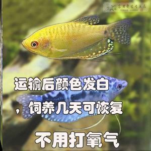 龍魚運輸中掉一片鱗會影響生命嗎嗎為什么（龍魚在運輸中掉一片鱗會影響生命嗎？）