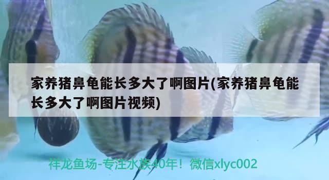 家養豬鼻龜能長多大了啊圖片(家養豬鼻龜能長多大了啊圖片視頻)