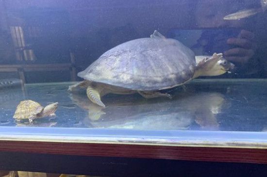 豬鼻龜怎么辦才能養活：養了豬鼻子龜怎么辦才能養活