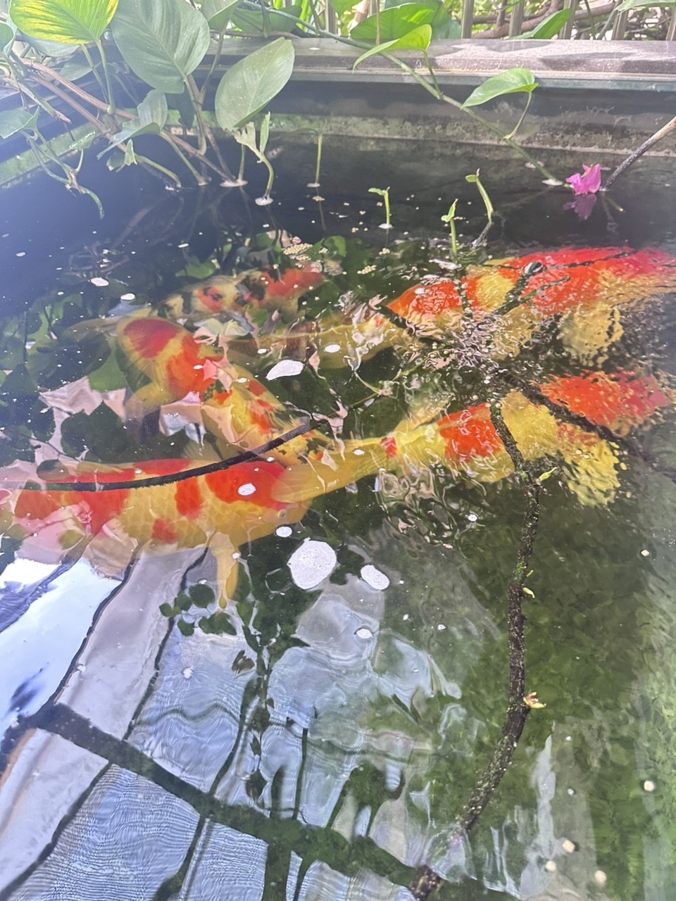 進口大紅白、大正轉手