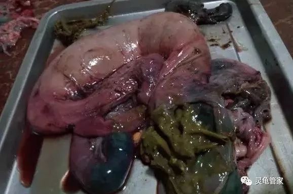 龍魚吻的五行屬性探析，屬火還是屬木？龍魚吻的五行屬性解析，屬火還是屬木？ 龍魚吻的五行屬性探析，屬火還是屬木？龍魚吻的五行屬性解析，屬火還是屬木？ 龍魚百科 第2張