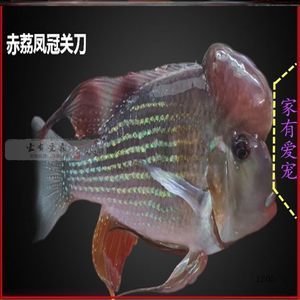 伊罕加熱棒校正亂了(伊罕加熱棒校準) 伊罕加熱棒校正亂了(伊罕加熱棒校準) 伊罕水族 第2張