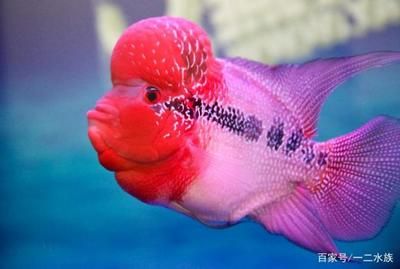 魟魚腸炎初期癥狀：魟魚腸炎初期癥狀主要包括以下幾個方面就是魟魚腸炎初期癥狀