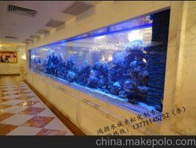 湛江魚缸批發(fā)市場，湛江魚缸批發(fā)市場分析