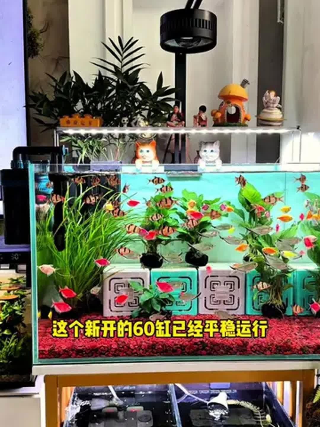如何選擇魚缸過濾器，如何挑選合適的魚缸過濾器 如何選擇魚缸過濾器，如何挑選合適的魚缸過濾器 龍魚百科 第7張