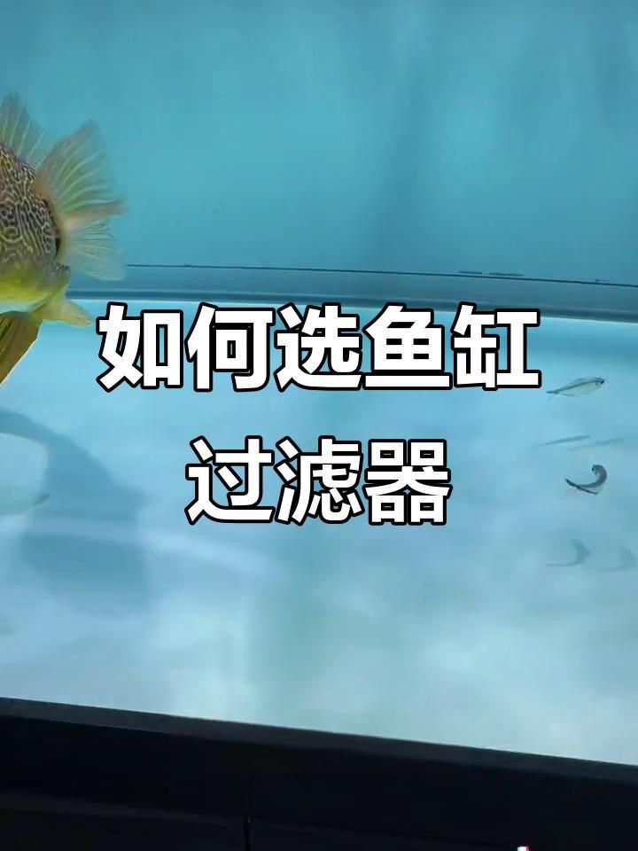 如何選擇魚缸過濾器，如何挑選合適的魚缸過濾器 如何選擇魚缸過濾器，如何挑選合適的魚缸過濾器 龍魚百科 第6張