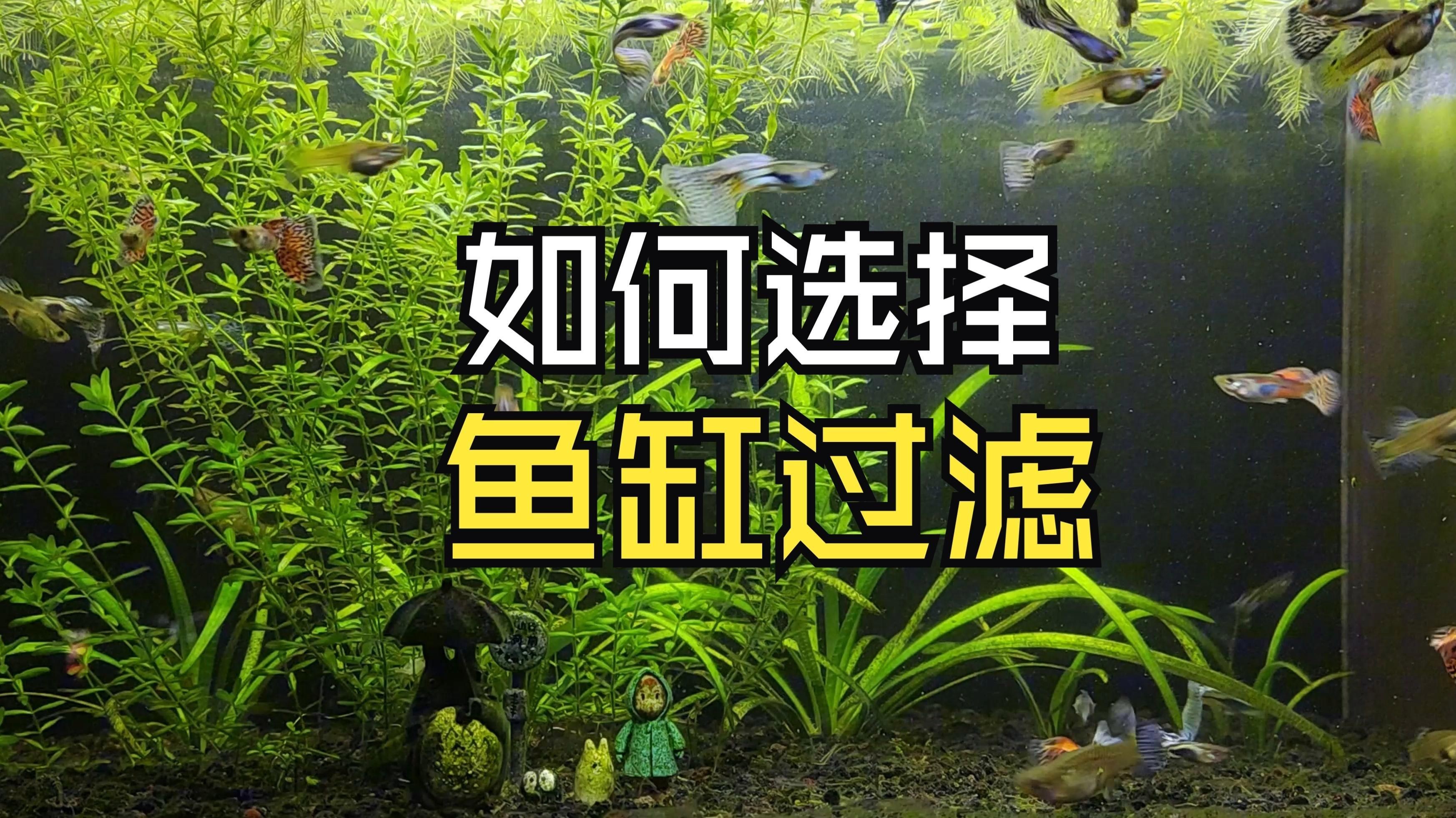 如何選擇魚缸過濾器，如何挑選合適的魚缸過濾器 如何選擇魚缸過濾器，如何挑選合適的魚缸過濾器 龍魚百科 第4張