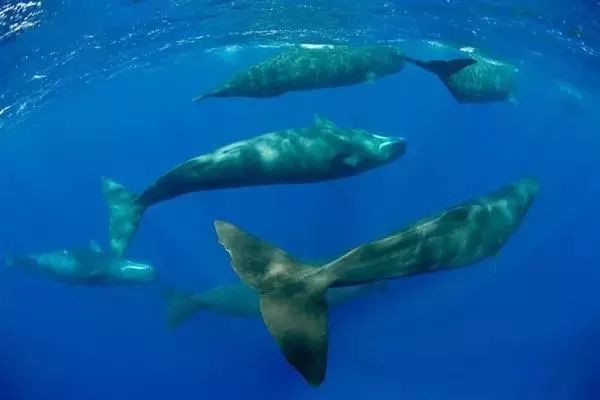 抹香鯨為什么叫抹香鯨，抹香鯨之名源于其獨特的生理特性——