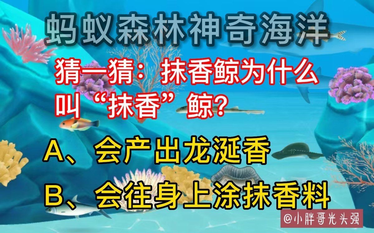 抹香鯨為什么叫抹香鯨，抹香鯨之名源于其獨特的生理特性——