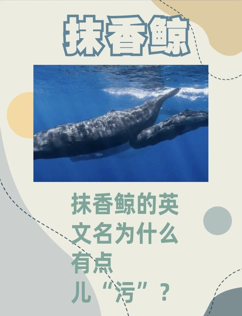 抹香鯨為什么叫抹香鯨，抹香鯨之名源于其獨特的生理特性——