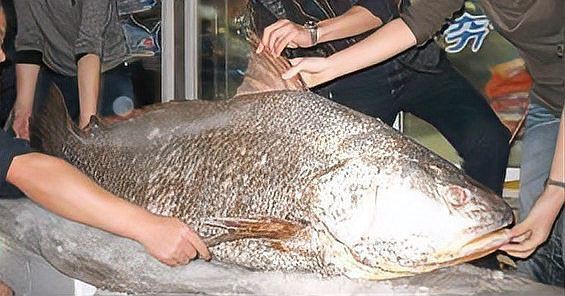 毛鲿魚，動物界脊索動物界脊索動物門毛鲿魚的隱身術