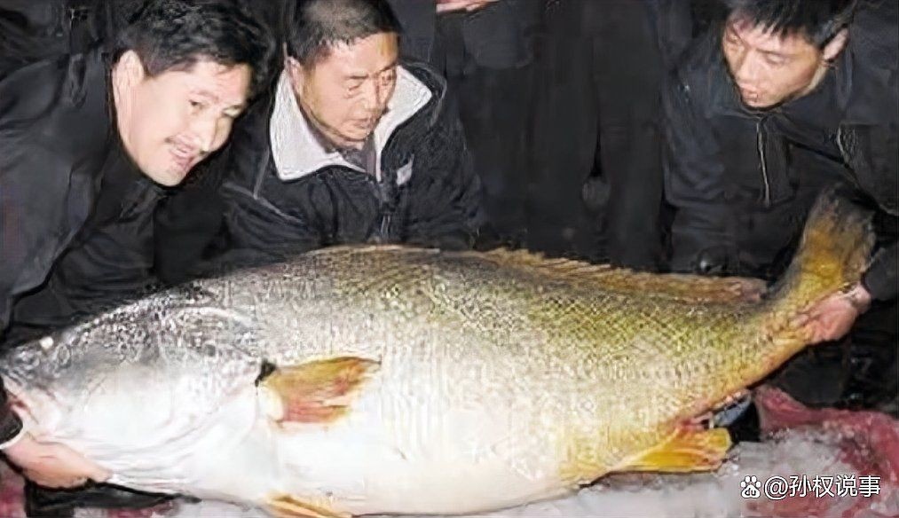 毛鲿魚，動物界脊索動物界脊索動物門毛鲿魚的隱身術