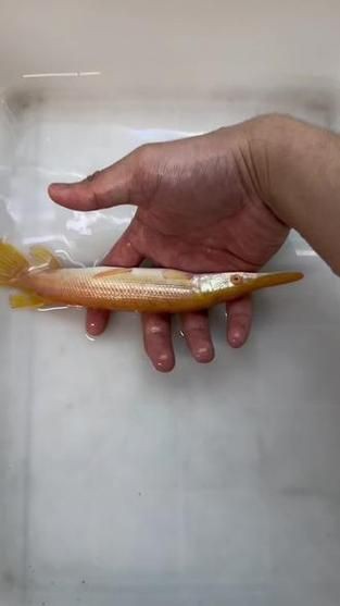 皇家火箭魚圖片，“皇家火箭魚”并非真正意義上的魚類新物種黃火箭魚