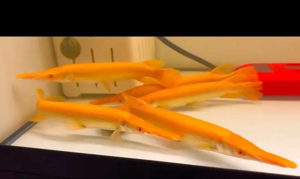 皇家火箭魚圖片，“皇家火箭魚”并非真正意義上的魚類新物種黃火箭魚