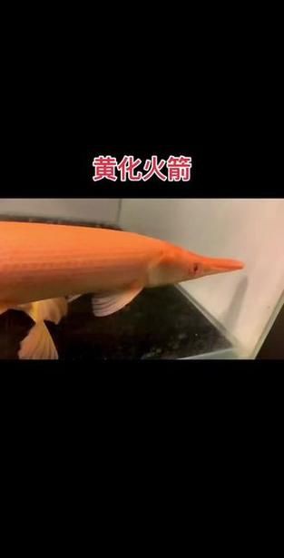 皇家火箭魚圖片，“皇家火箭魚”并非真正意義上的魚類新物種黃火箭魚