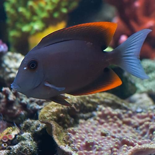 皇家火箭魚圖片，“皇家火箭魚”并非真正意義上的魚類新物種黃火箭魚