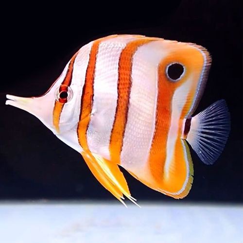 皇家火箭魚圖片，“皇家火箭魚”并非真正意義上的魚類新物種黃火箭魚