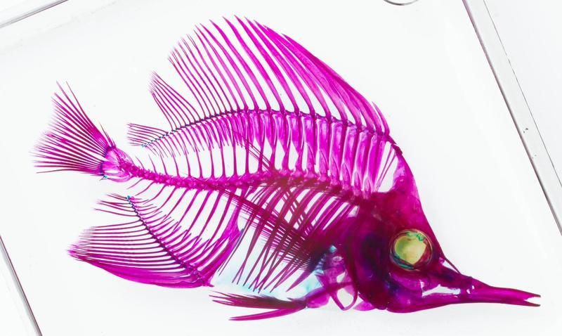 皇家火箭魚圖片，“皇家火箭魚”并非真正意義上的魚類新物種黃火箭魚