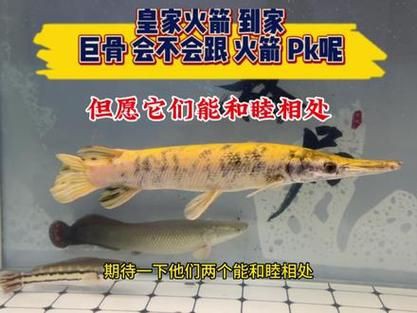 皇家火箭魚圖片，“皇家火箭魚”并非真正意義上的魚類新物種黃火箭魚