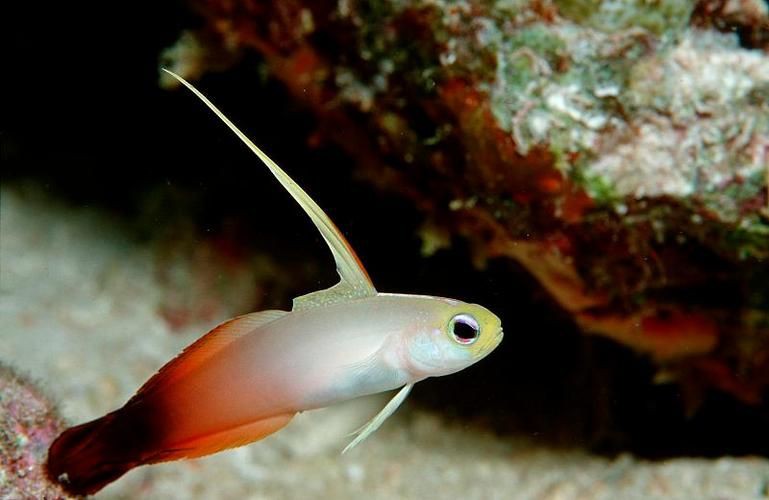 皇家火箭魚圖片，“皇家火箭魚”并非真正意義上的魚類新物種黃火箭魚