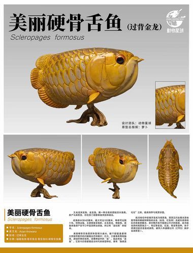 皇家火箭魚圖片，“皇家火箭魚”并非真正意義上的魚類新物種黃火箭魚