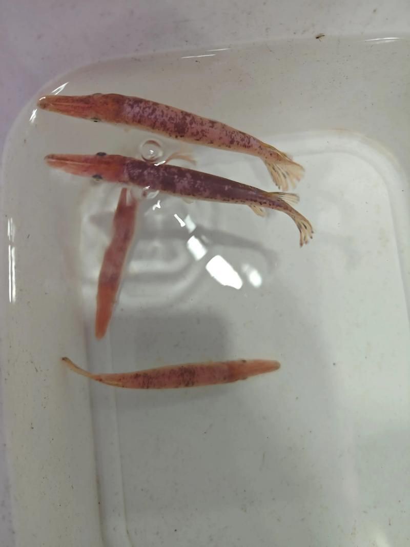 皇家火箭魚圖片，“皇家火箭魚”并非真正意義上的魚類新物種黃火箭魚