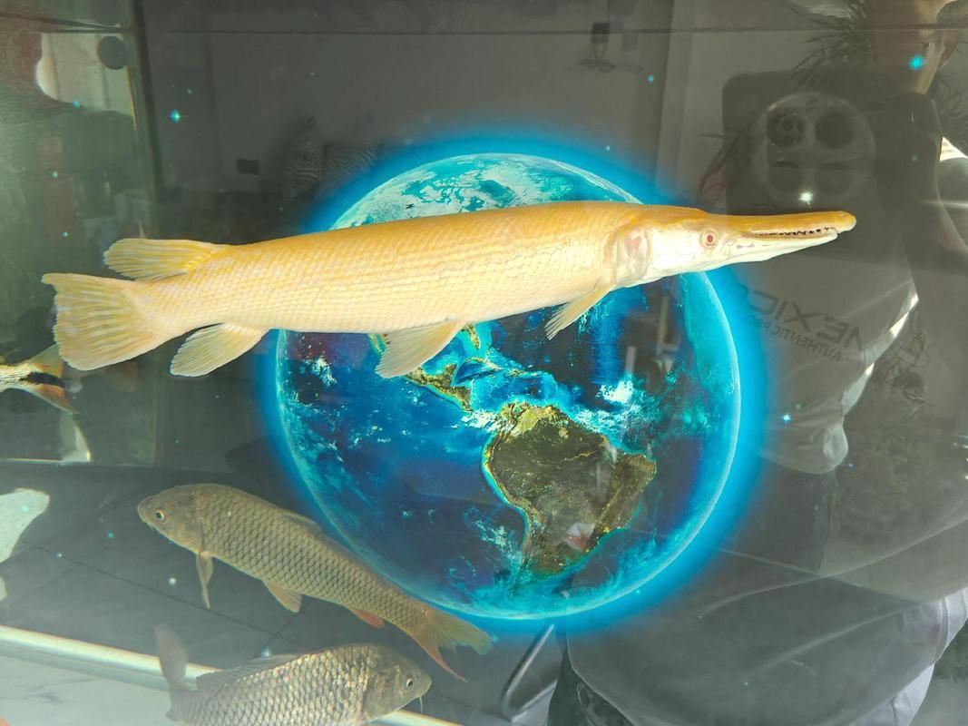 皇家火箭魚圖片，“皇家火箭魚”并非真正意義上的魚類新物種黃火箭魚