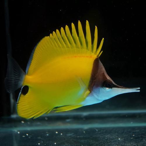 皇家火箭魚圖片，“皇家火箭魚”并非真正意義上的魚類新物種黃火箭魚