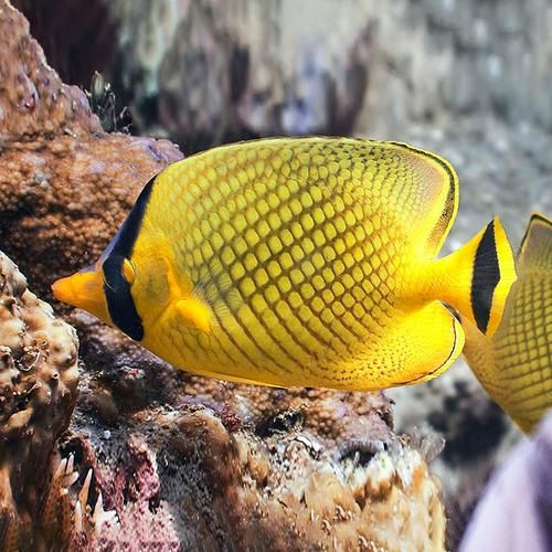 皇家火箭魚圖片，“皇家火箭魚”并非真正意義上的魚類新物種黃火箭魚