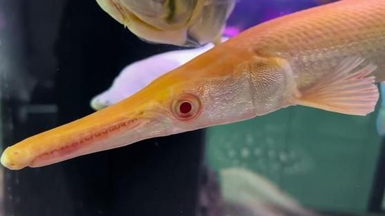 皇家火箭魚圖片，“皇家火箭魚”并非真正意義上的魚類新物種黃火箭魚