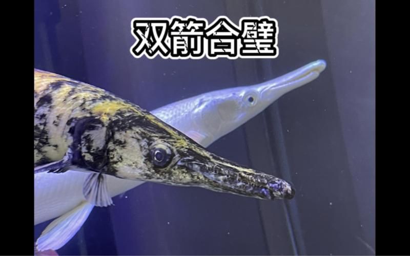皇家火箭魚圖片，“皇家火箭魚”并非真正意義上的魚類新物種黃火箭魚