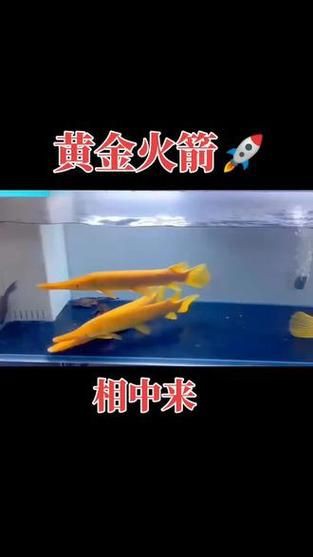皇家火箭魚圖片，“皇家火箭魚”并非真正意義上的魚類新物種黃火箭魚