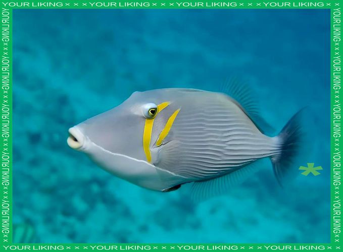 皇家火箭魚圖片，“皇家火箭魚”并非真正意義上的魚類新物種黃火箭魚
