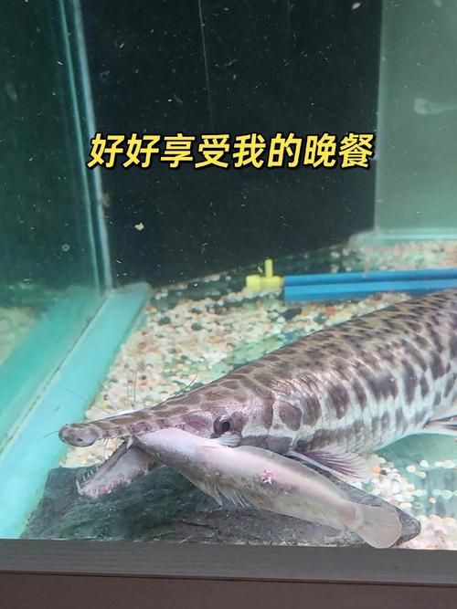 皇家火箭魚圖片，“皇家火箭魚”并非真正意義上的魚類新物種黃火箭魚