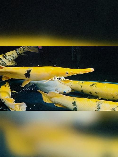 皇家火箭魚圖片，“皇家火箭魚”并非真正意義上的魚類新物種黃火箭魚