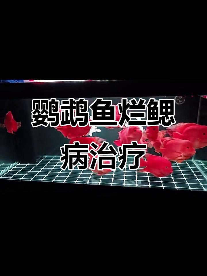 魚爛鰓病的最佳治療時(shí)機(jī),《魚爛鰓病的最佳治療時(shí)機(jī)》 龍魚百科 第2張 魚爛鰓病的最佳治療時(shí)機(jī),《魚爛鰓病的最佳治療時(shí)機(jī)》 魚爛鰓病的最佳治療時(shí)機(jī),《魚爛鰓病的最佳治療時(shí)機(jī)》 龍魚百科 第2張