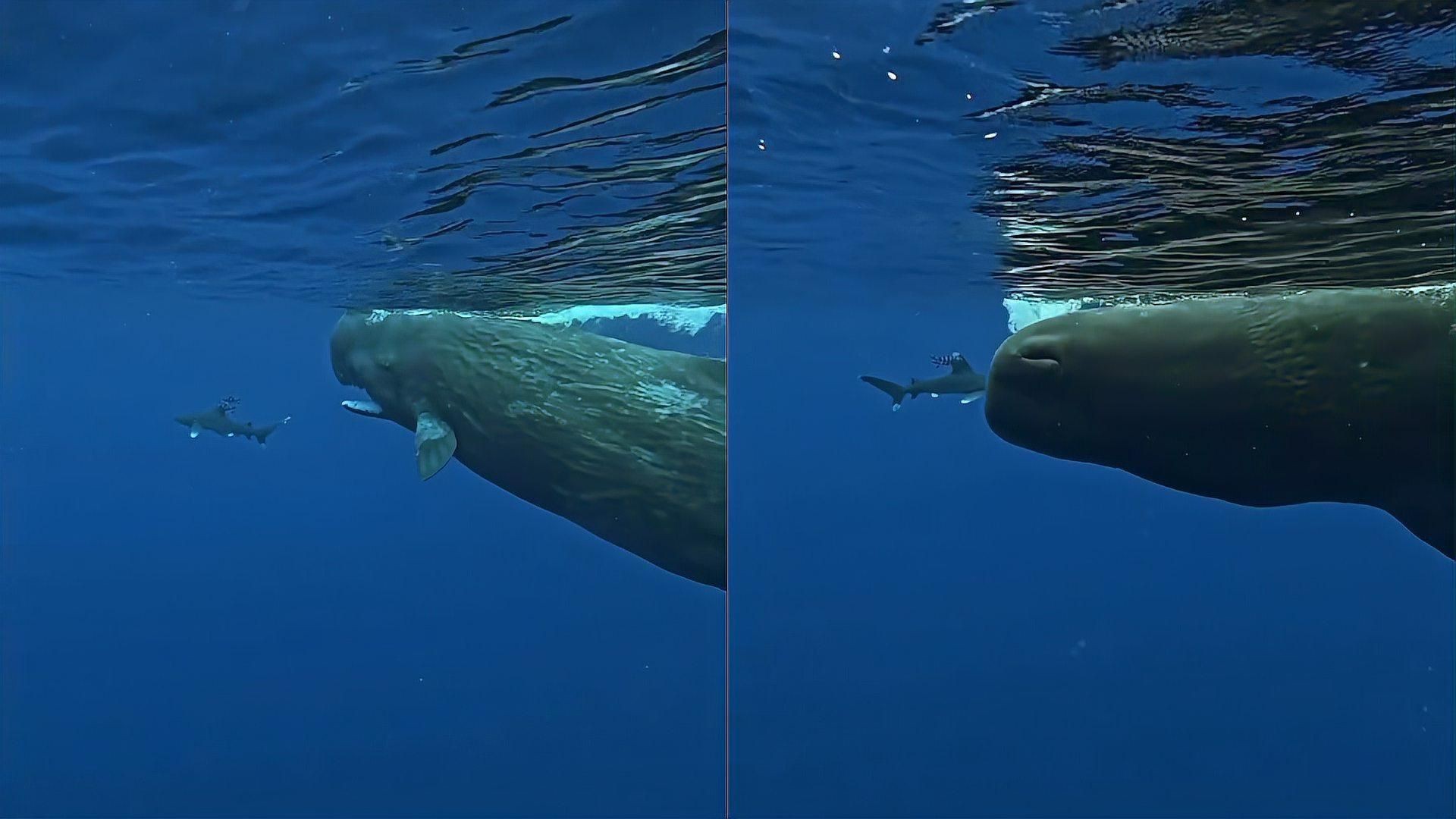 抹香鯨怕鯊魚嗎【作為現(xiàn)存最大的齒鯨,抹香鯨為何要跟大王烏賊過不去科學獵奇】