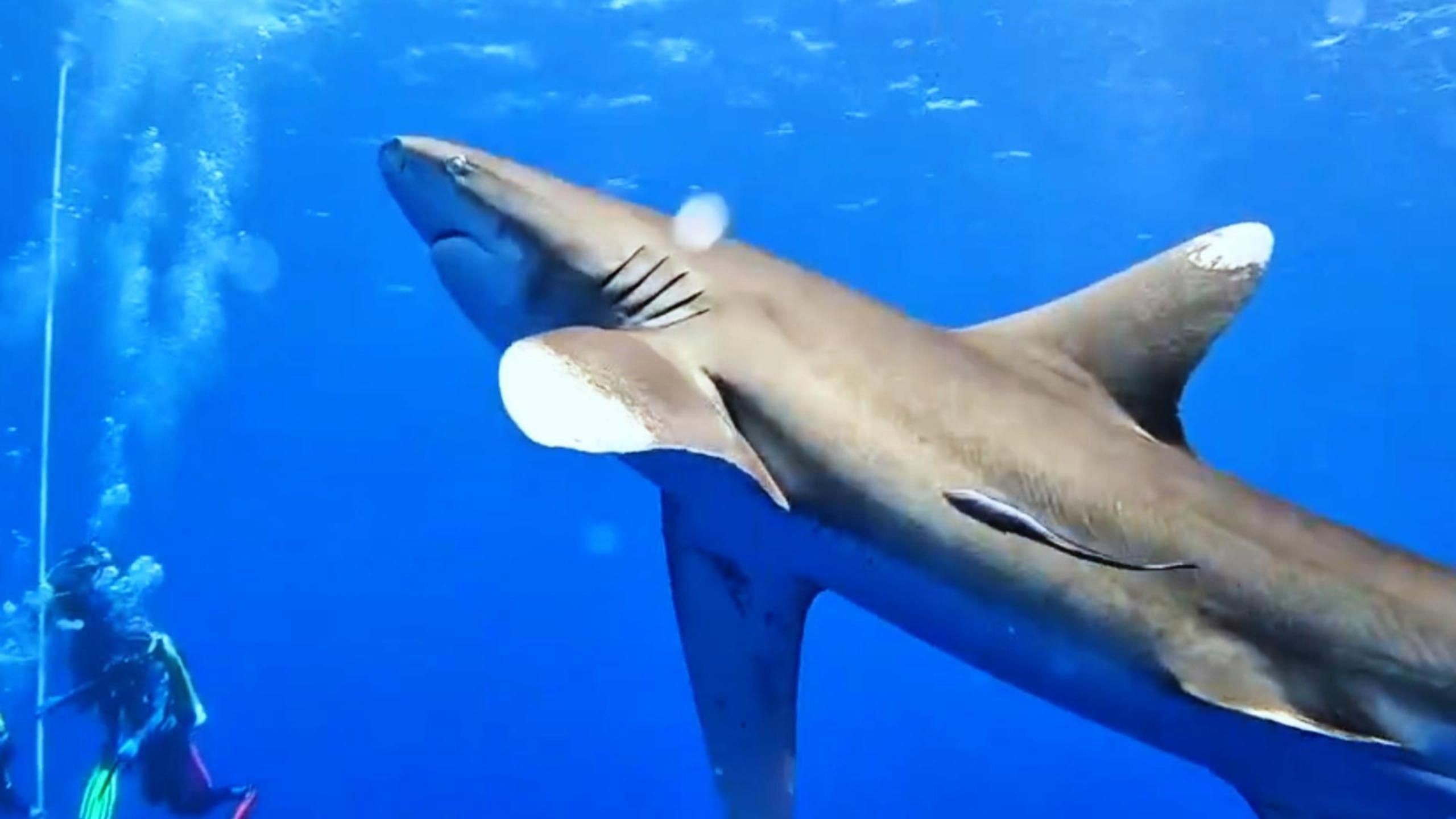 抹香鯨怕鯊魚嗎【作為現(xiàn)存最大的齒鯨,抹香鯨為何要跟大王烏賊過不去科學獵奇】