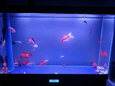 小虎魚適合多少水溫養(yǎng)：小虎魚適合多少水溫養(yǎng)多少水溫養(yǎng)小虎魚適合多少水溫養(yǎng)