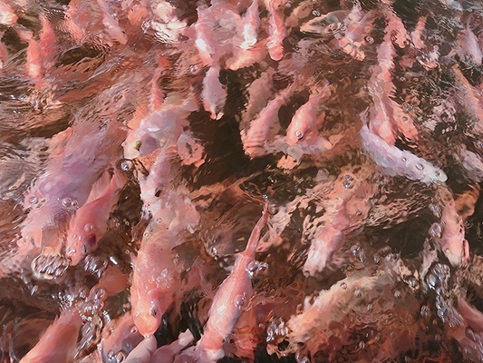 老魚匠環(huán)流造浪泵控制器改裝appwifi(老漁匠環(huán)流泵怎么連wifi)