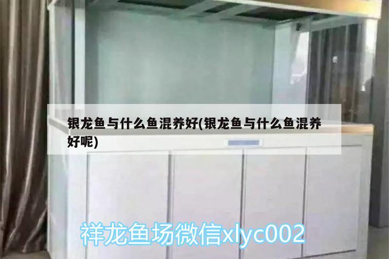 銀龍魚與什么魚混養好(銀龍魚與什么魚混養好呢)