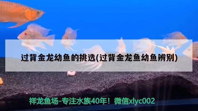 過背金龍幼魚的挑選(過背金龍魚幼魚辨別)