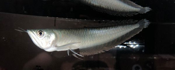 鯉魚跳龍門解簽，跨越困境，實現人生飛躍的古老智慧