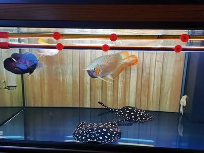 魟魚怎么過水才算成功：魟魚過水的成功標準