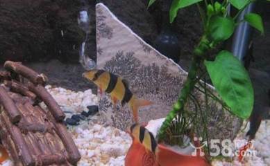 老魚匠魚缸加熱棒顯示e3，老魚匠加熱棒顯示ee怎么修復