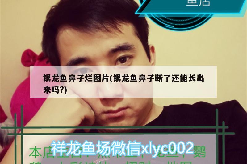 銀龍魚鼻子爛圖片(銀龍魚鼻子斷了還能長出來嗎?)