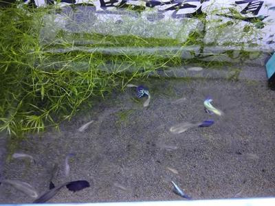 家里魚缸放什么位置風水好一點圖片 家里魚缸放什么位置風水好一點圖片大全