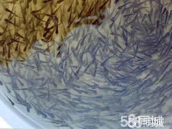 金龍魚專用飼料選購指南：金龍魚專用飼料品牌對比 金龍魚專用飼料選購指南：金龍魚專用飼料品牌對比 金龍魚百科 第2張